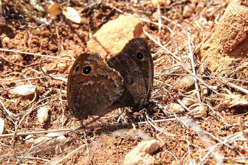 Satyrus actaea